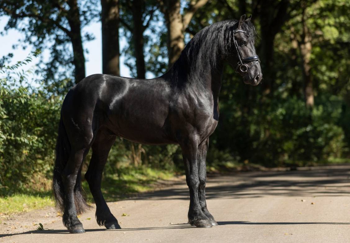 Dekhengst Fries Te koop 2022 Zwart ,  Jouwe
