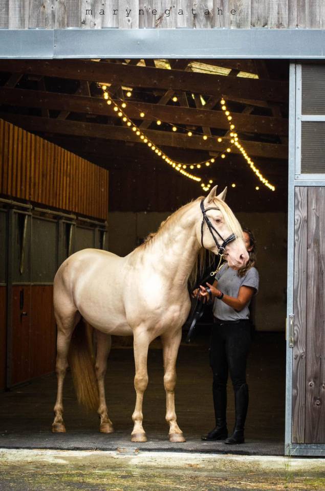 Lucero del sol II - PRE Puur Ras Spaans 2021 ,  Tarzano GSA