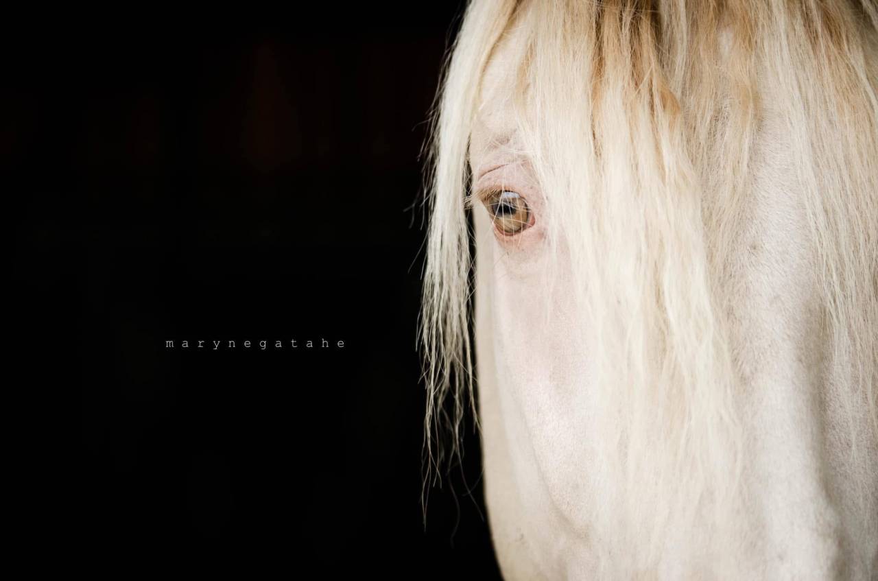 Lucero del sol II - PRE Puur Ras Spaans 2021 ,  Tarzano GSA