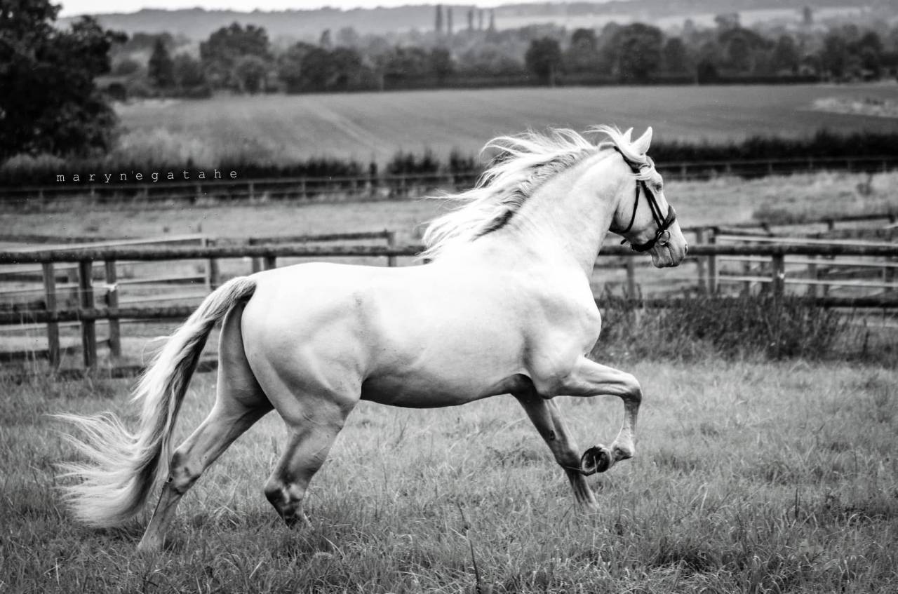 Lucero del sol II - PRE Puur Ras Spaans 2021 ,  Tarzano GSA