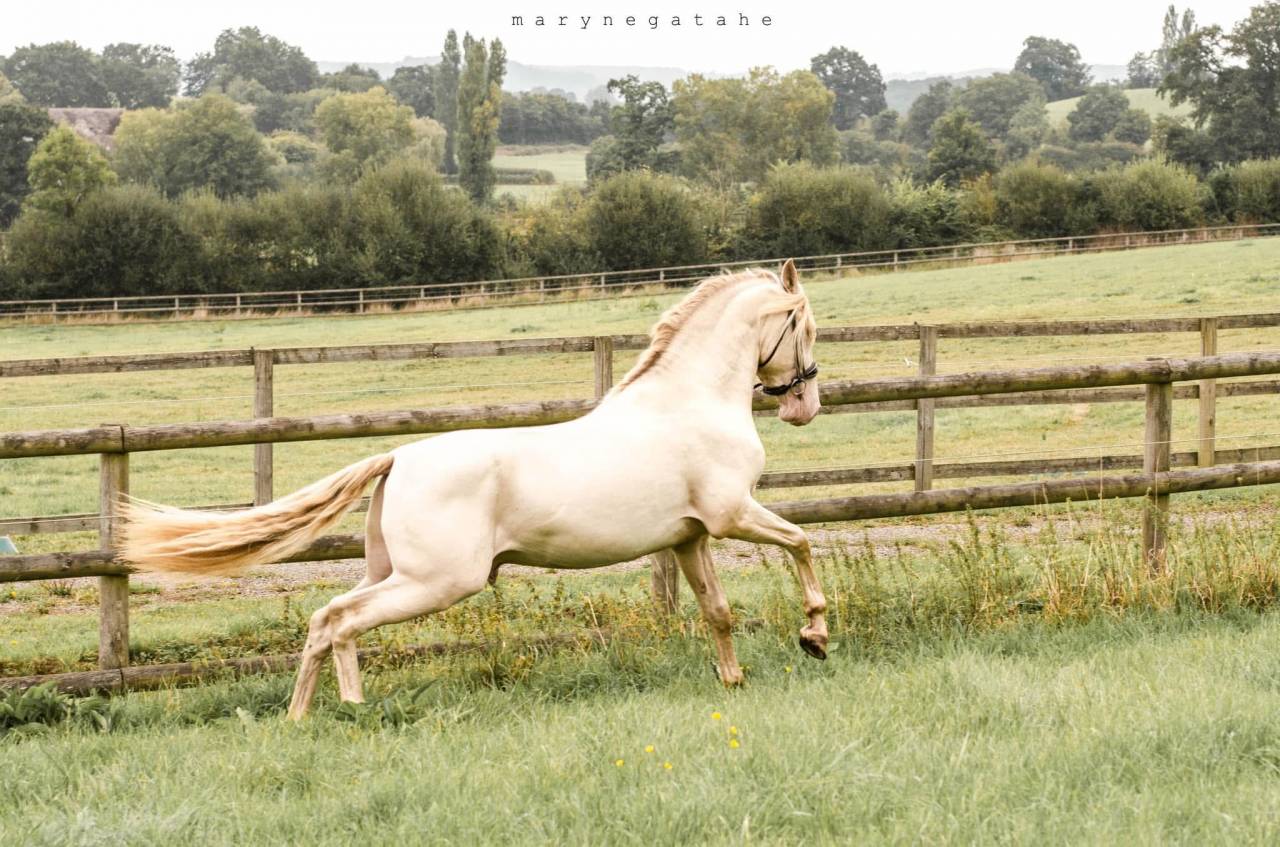 Lucero del sol II - PRE Puur Ras Spaans 2021 ,  Tarzano GSA