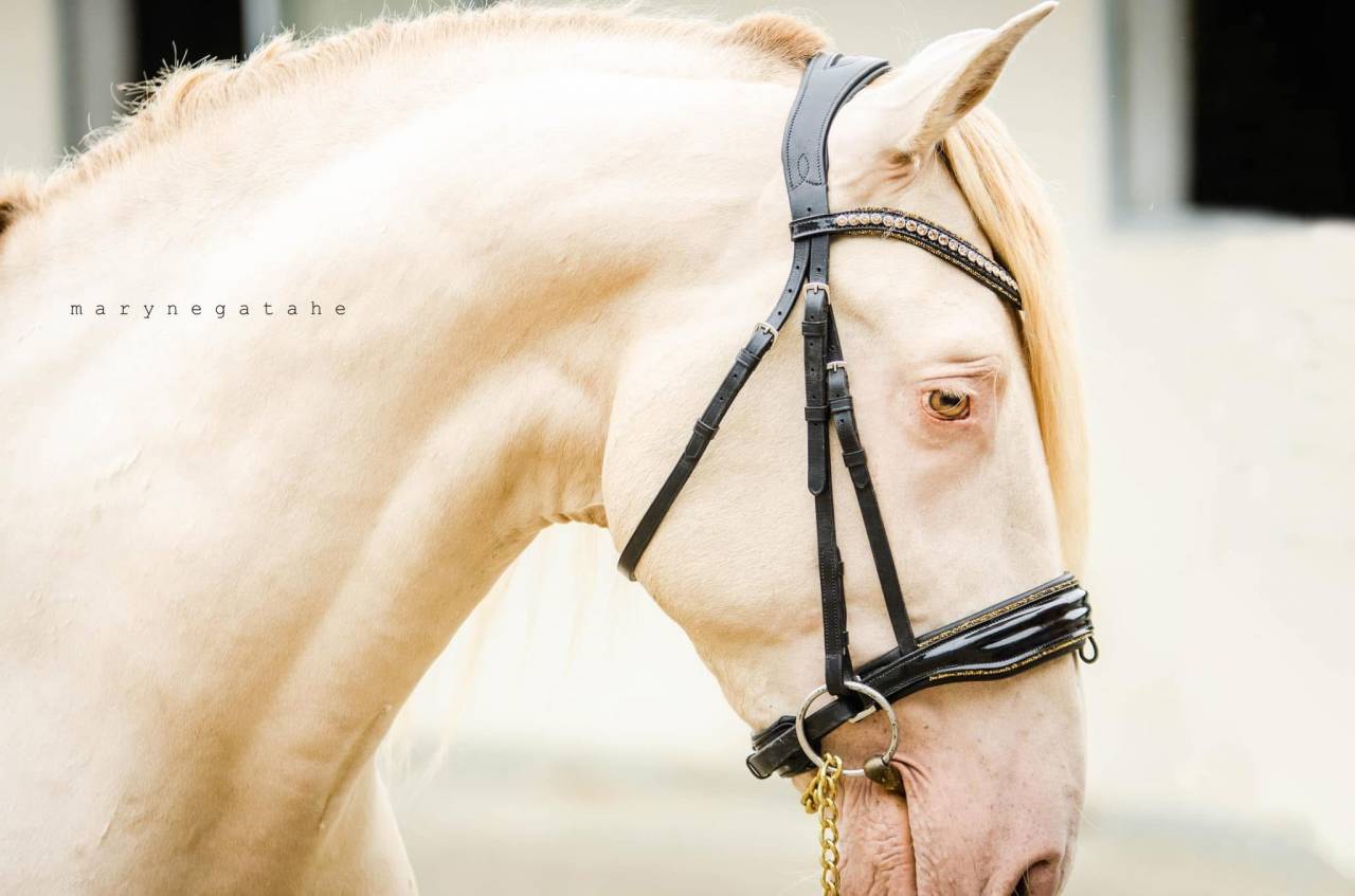 Lucero del sol II - PRE Puur Ras Spaans 2021 ,  Tarzano GSA