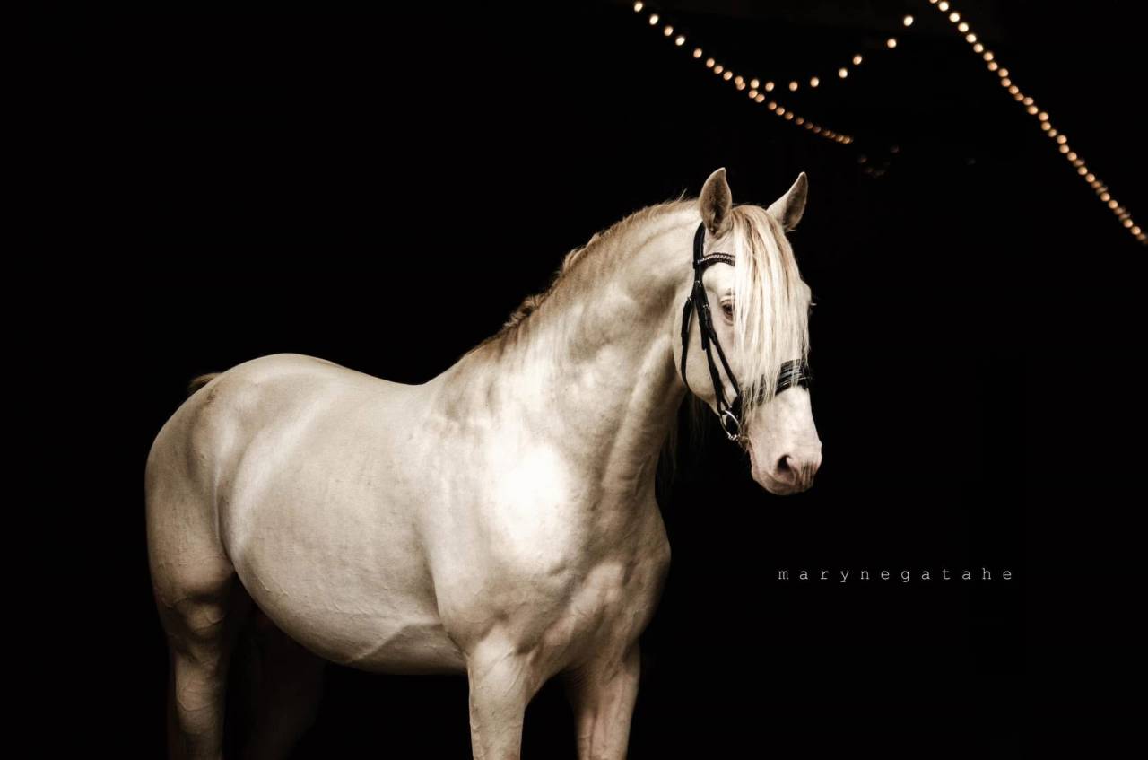 Lucero del sol II - PRE Puur Ras Spaans 2021 ,  Tarzano GSA