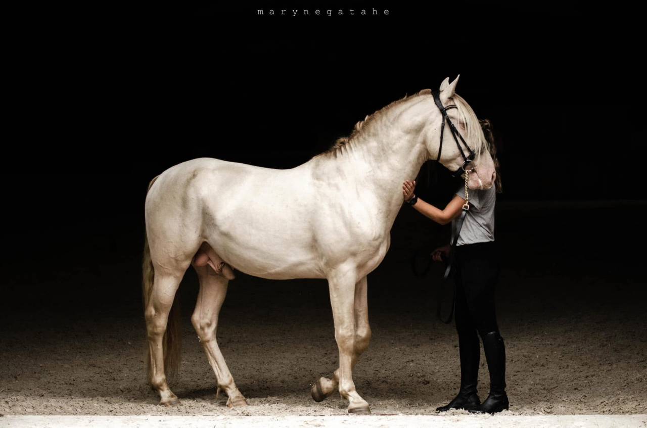 Lucero del sol II - PRE Puur Ras Spaans 2021 ,  Tarzano GSA