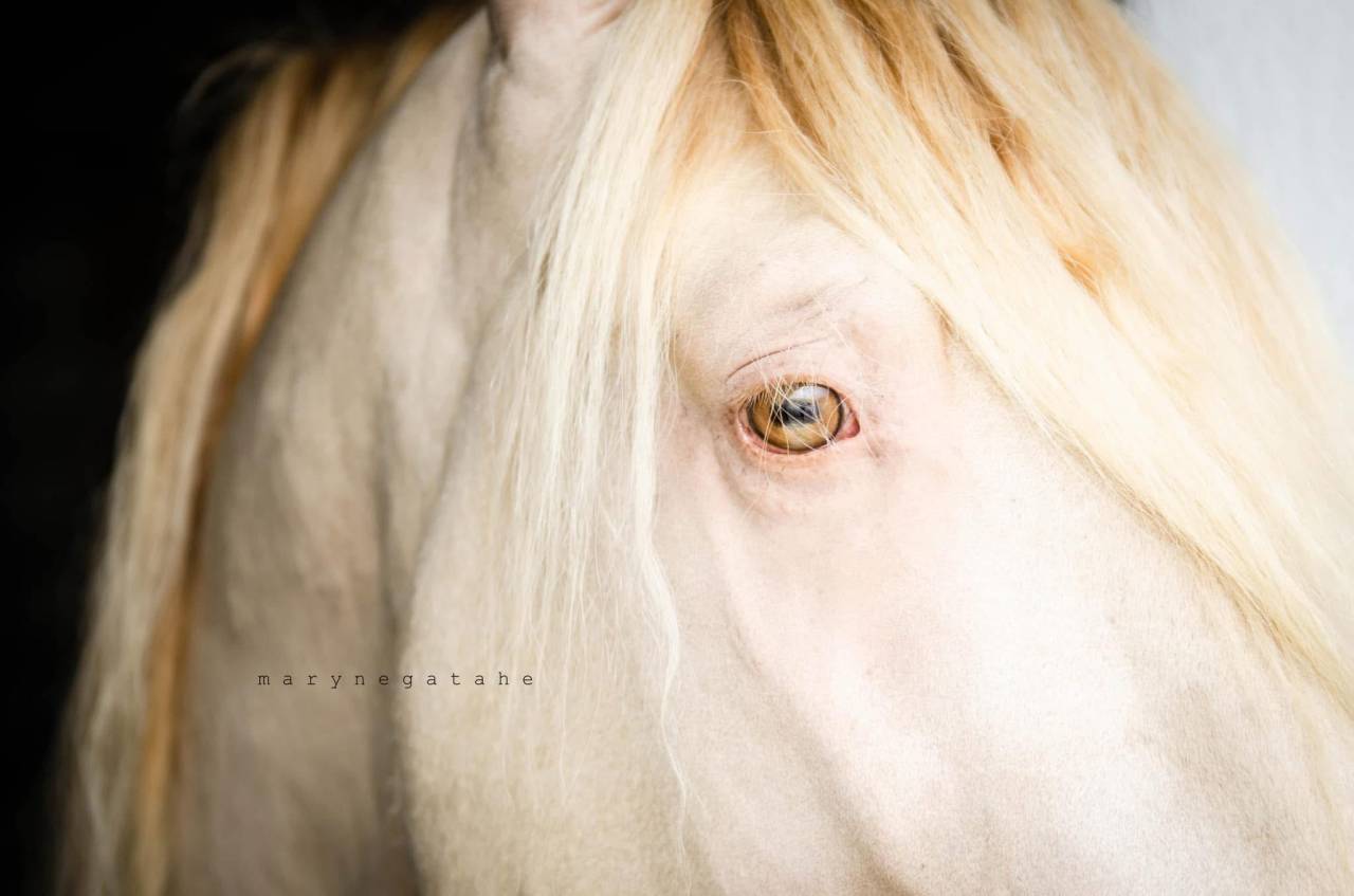 Lucero del sol II - PRE Puur Ras Spaans 2021 ,  Tarzano GSA