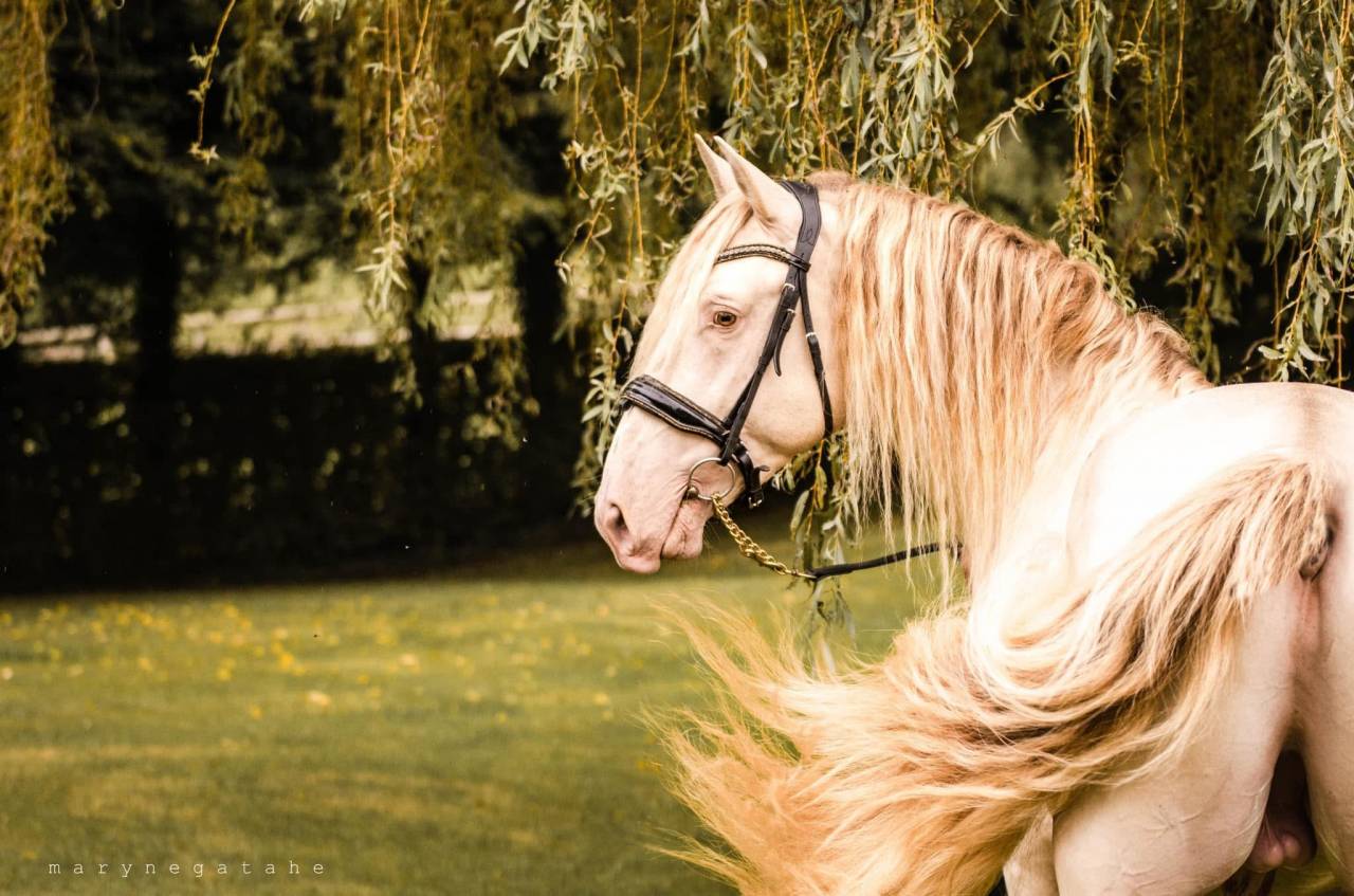 Lucero del sol II - PRE Puur Ras Spaans 2021 ,  Tarzano GSA