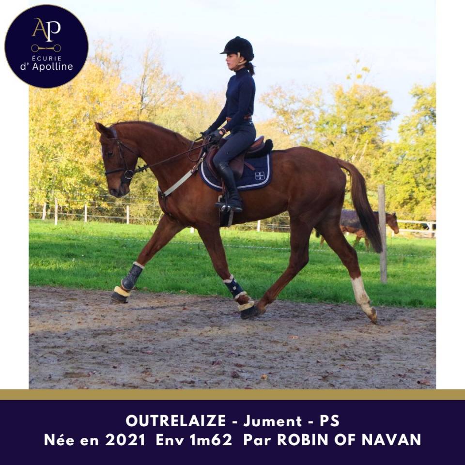 Merrie Volbloed Te koop 2021 Vos