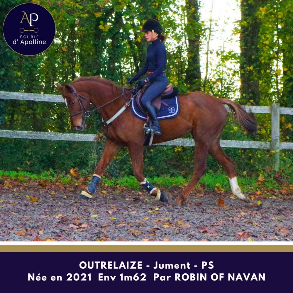 Merrie Volbloed Te koop 2021 Vos