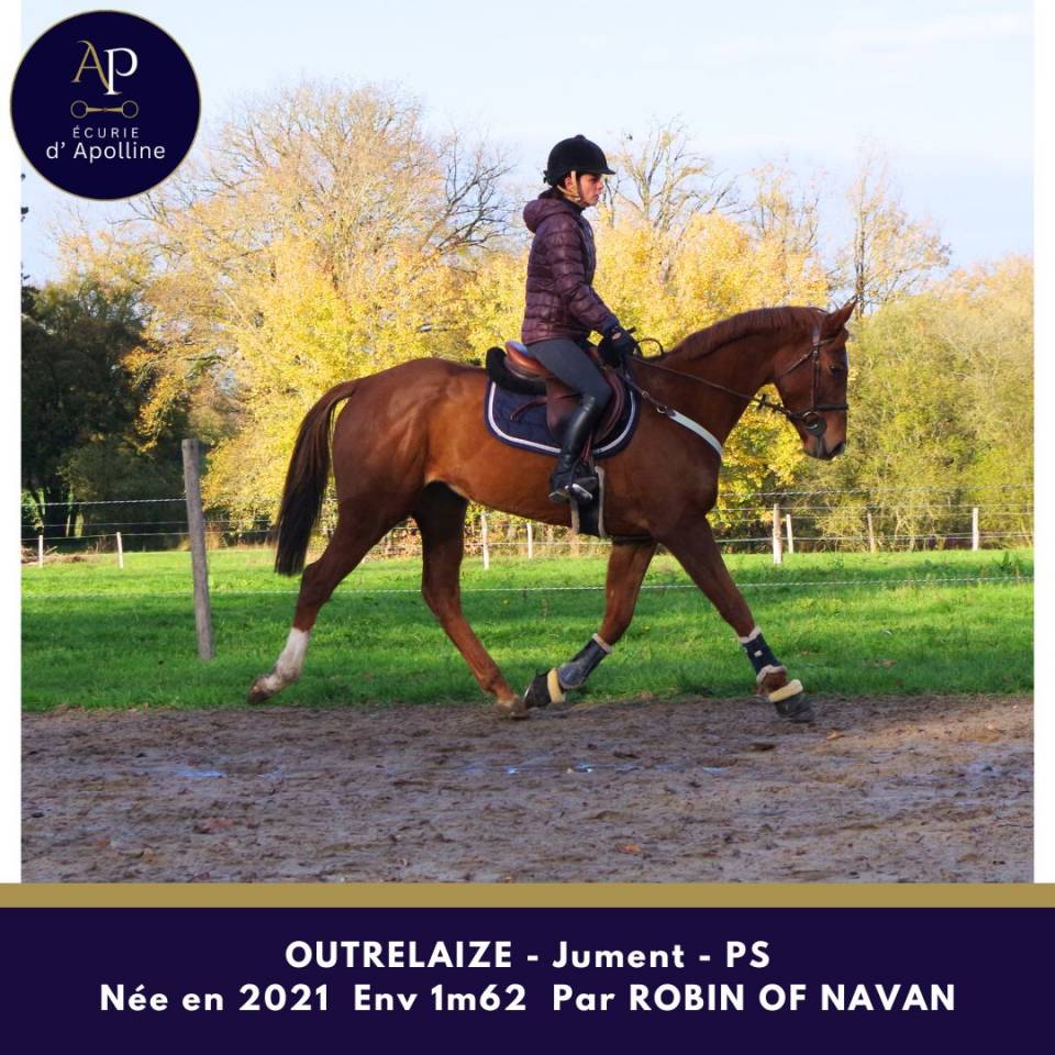 Merrie Volbloed Te koop 2021 Vos