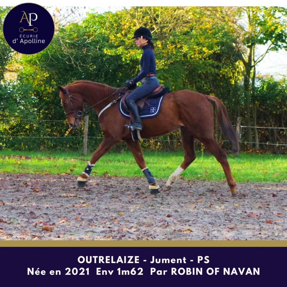 Merrie Volbloed Te koop 2021 Vos