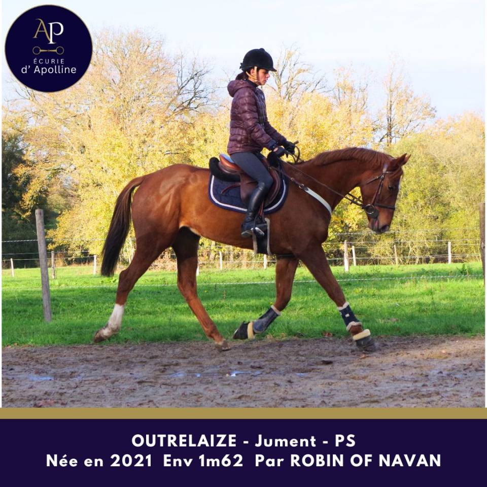 Merrie Volbloed Te koop 2021 Vos