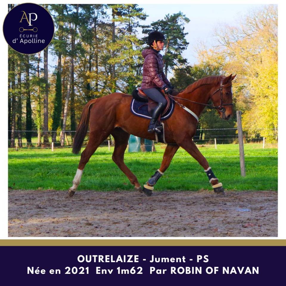 Merrie Volbloed Te koop 2021 Vos