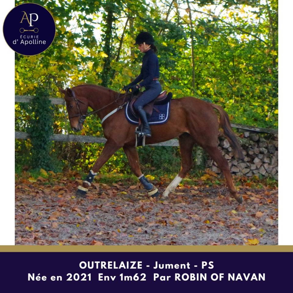 Merrie Volbloed Te koop 2021 Vos