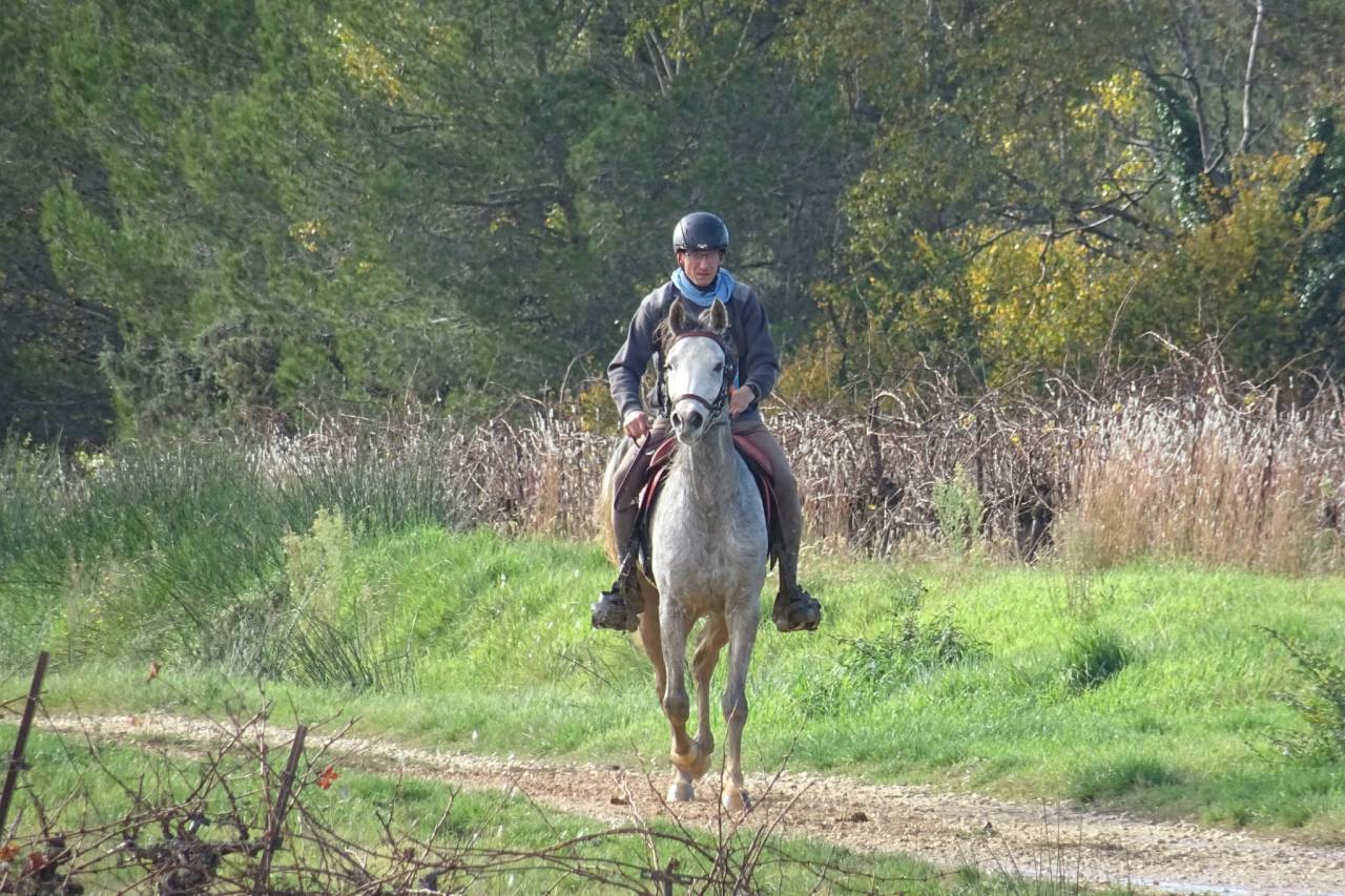 Ruin Arabisch volbloed Te koop 2019 Schimmel ,  MOMALE