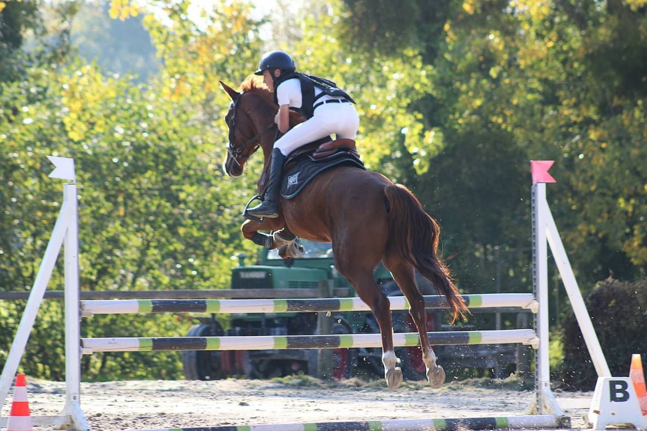 Ruin Selle Français Te koop 2020 Vos