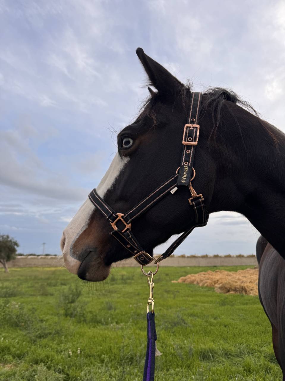 Merrie Quarter Horse Te koop 2021 Bruin / Bai ,  COLONELS SHINING GUN