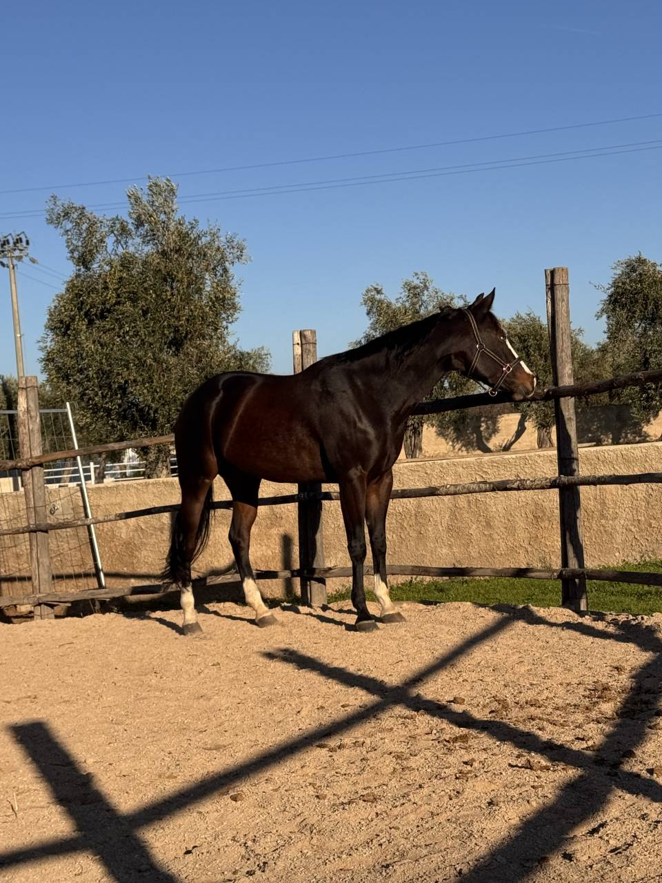 Merrie Quarter Horse Te koop 2021 Bruin / Bai ,  COLONELS SHINING GUN