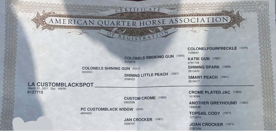 Merrie Quarter Horse Te koop 2021 Bruin / Bai ,  COLONELS SHINING GUN