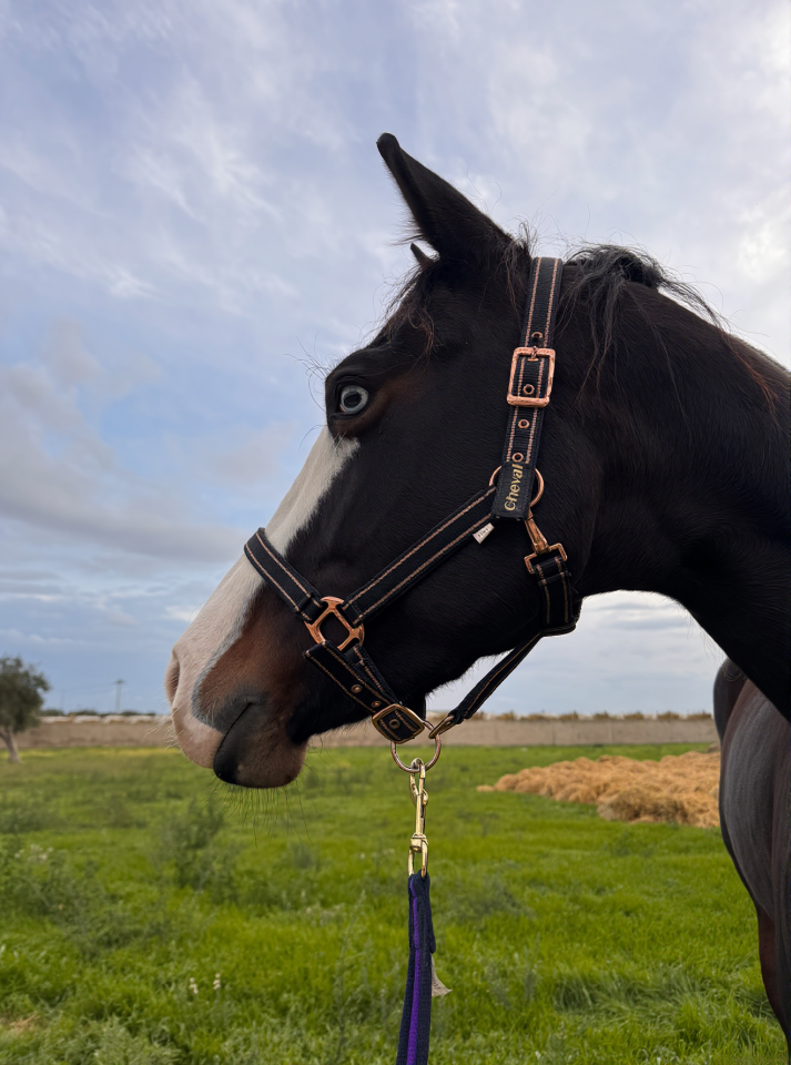 Merrie Quarter Horse Te koop 2021 Bruin / Bai ,  COLONELS SHINING GUN