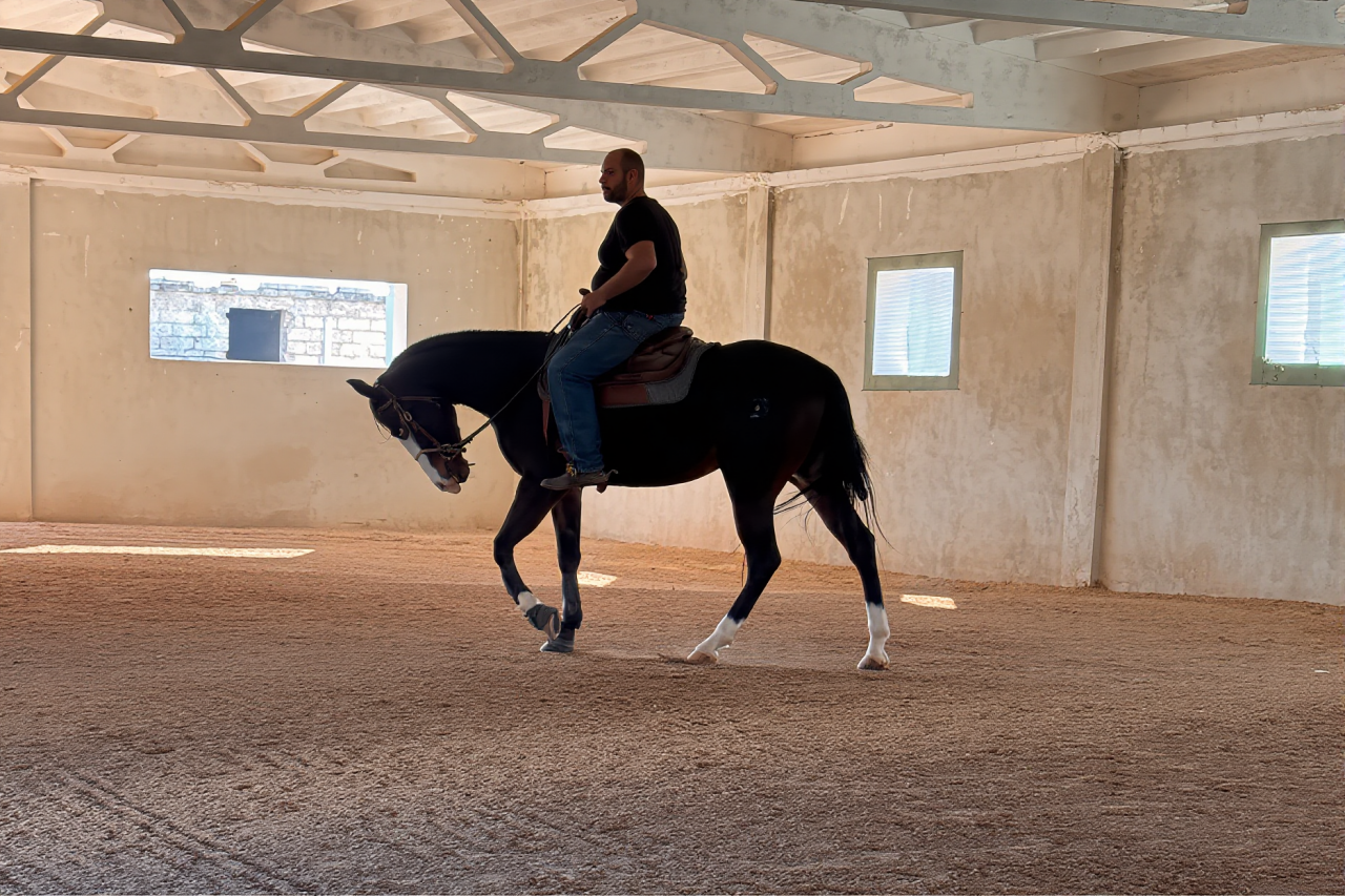 Merrie Quarter Horse Te koop 2021 Bruin / Bai ,  COLONELS SHINING GUN