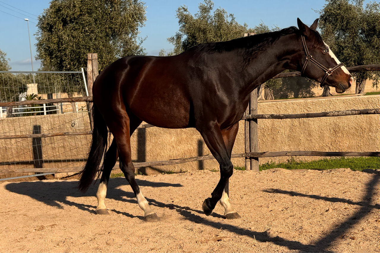 Merrie Quarter Horse Te koop 2021 Bruin / Bai ,  COLONELS SHINING GUN