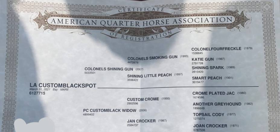 Merrie Quarter Horse Te koop 2021 Bruin / Bai ,  COLONELS SHINING GUN