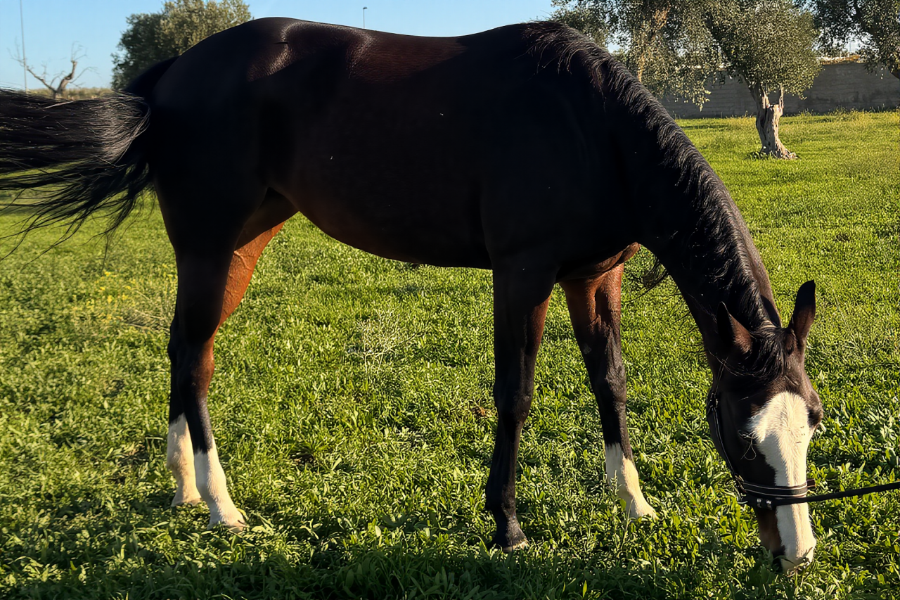 Merrie Quarter Horse Te koop 2021 Bruin / Bai ,  COLONELS SHINING GUN