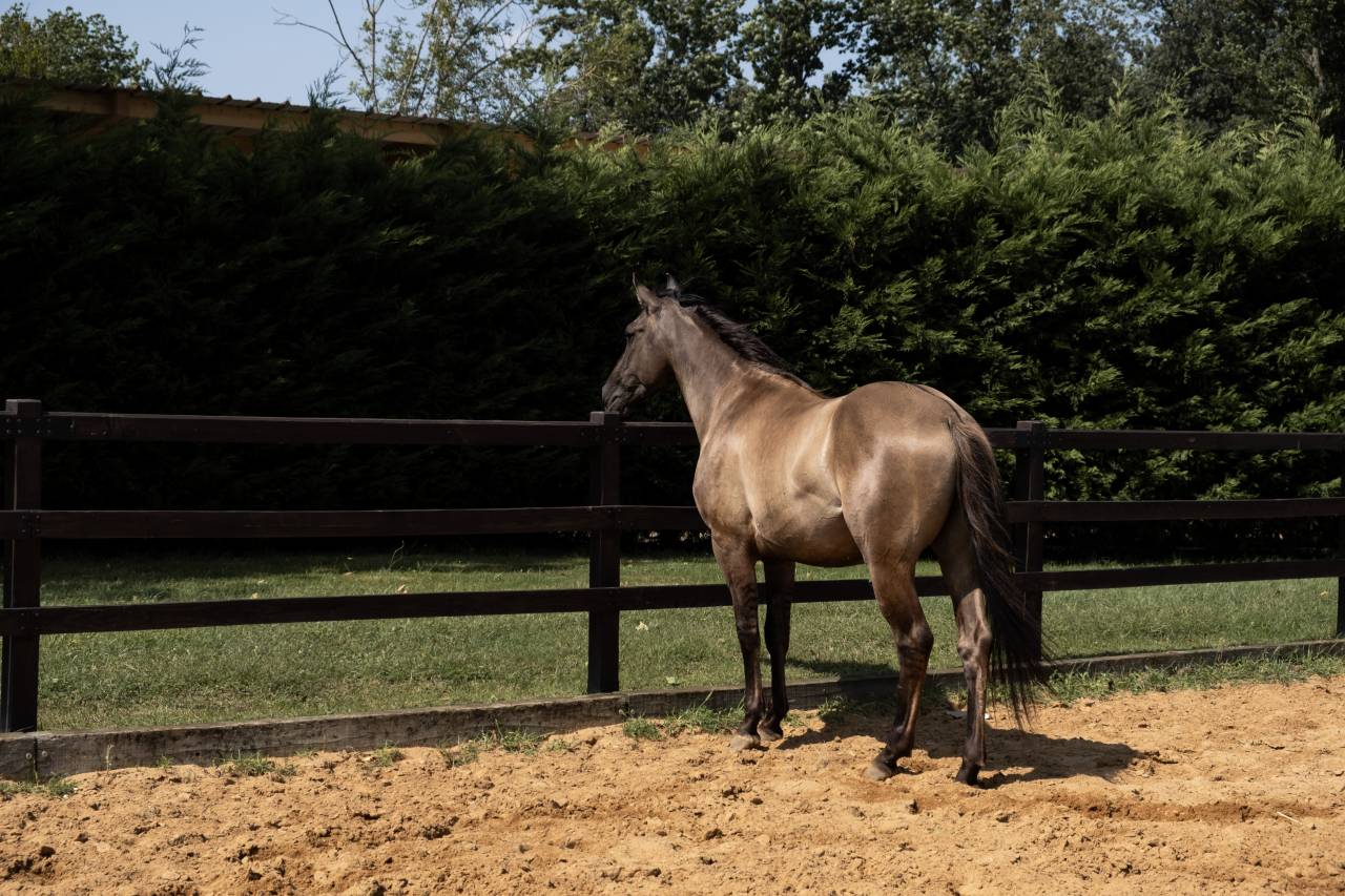 Lyowen Kal Kansas - Azteca 2021 ,  KANSAS LEO BRENNS