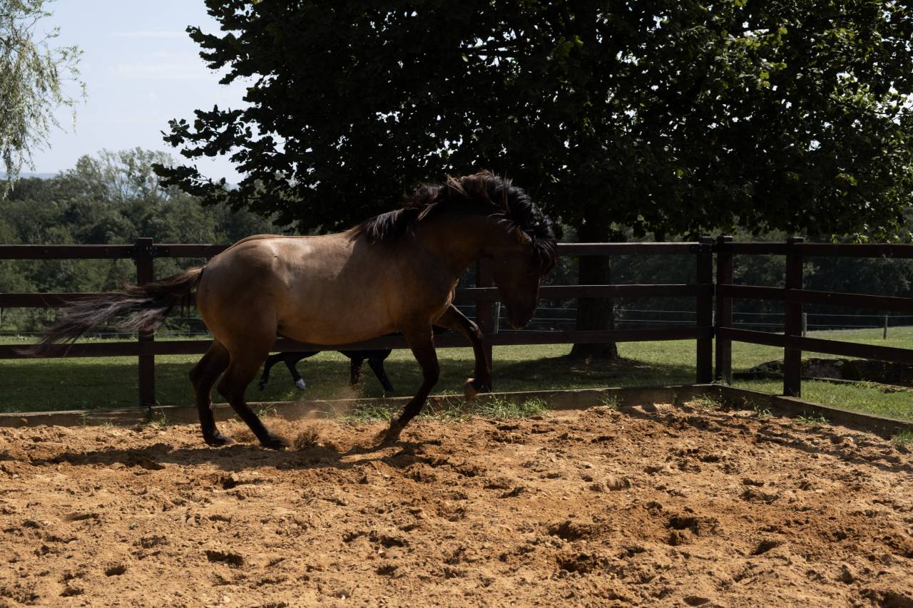 Lyowen Kal Kansas - Azteca 2021 ,  KANSAS LEO BRENNS