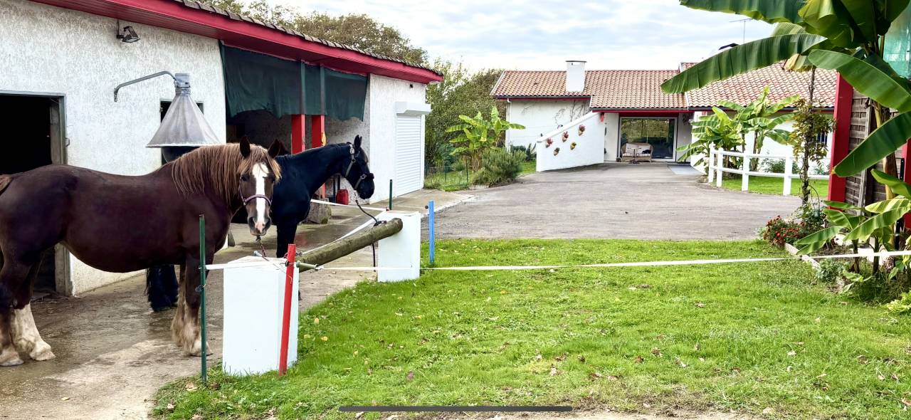 Hippisch vastgoed Koop Landes