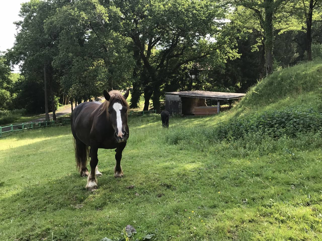 Hippisch vastgoed Koop Landes