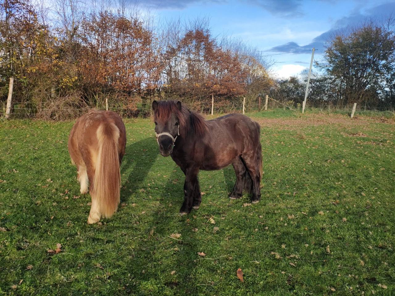 Hengst Shetland Te koop 2024 Zwart ,  VICKING COMMANDERIE