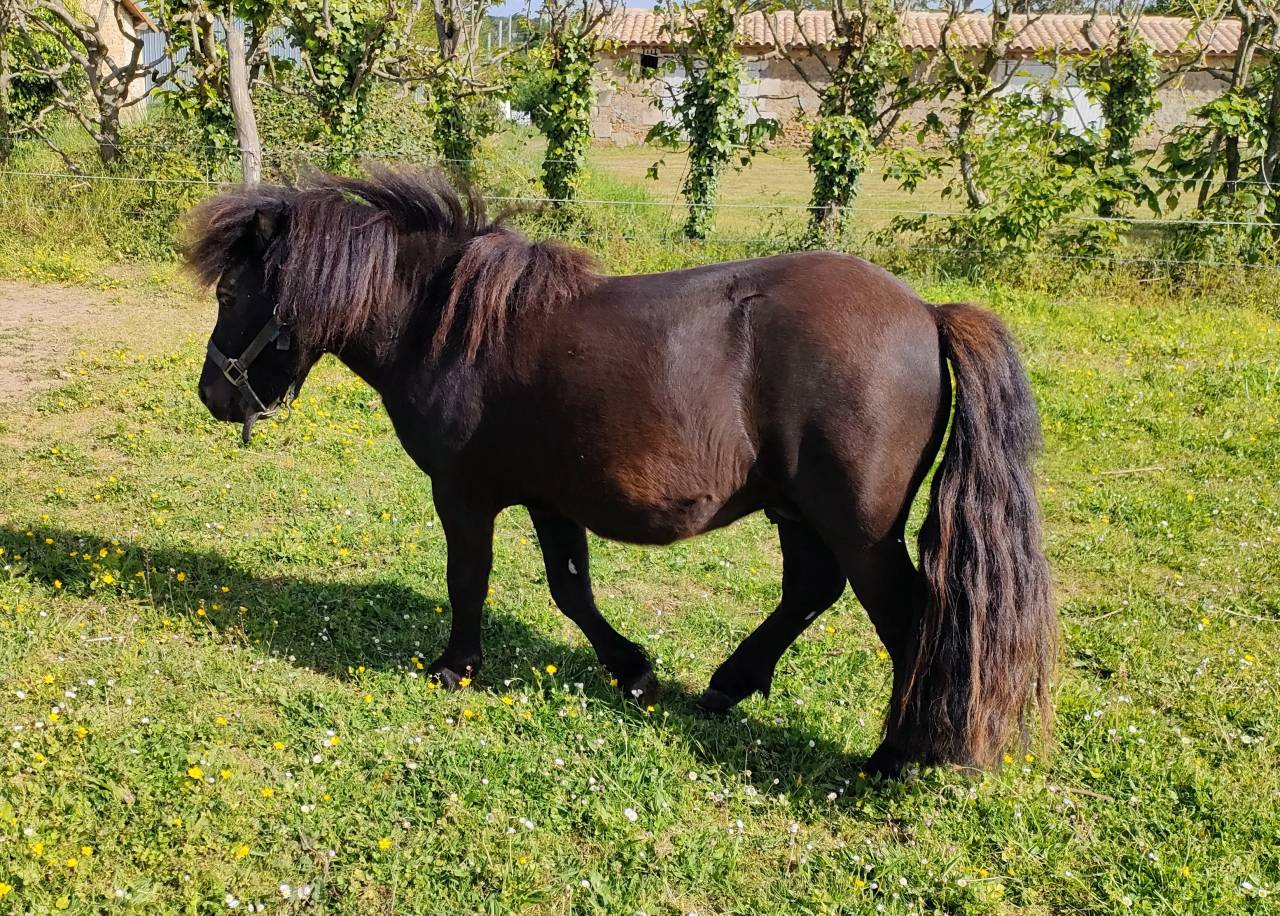 Hengst Shetland Te koop 2024 Zwart ,  VICKING COMMANDERIE