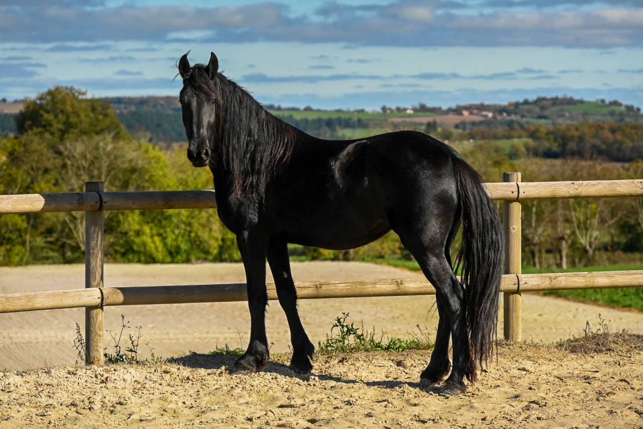 Merrie Fries Te koop 2022 Zwart