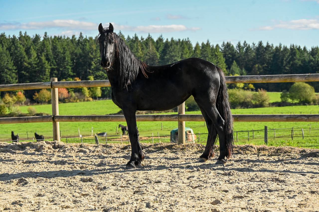 Merrie Fries Te koop 2022 Zwart