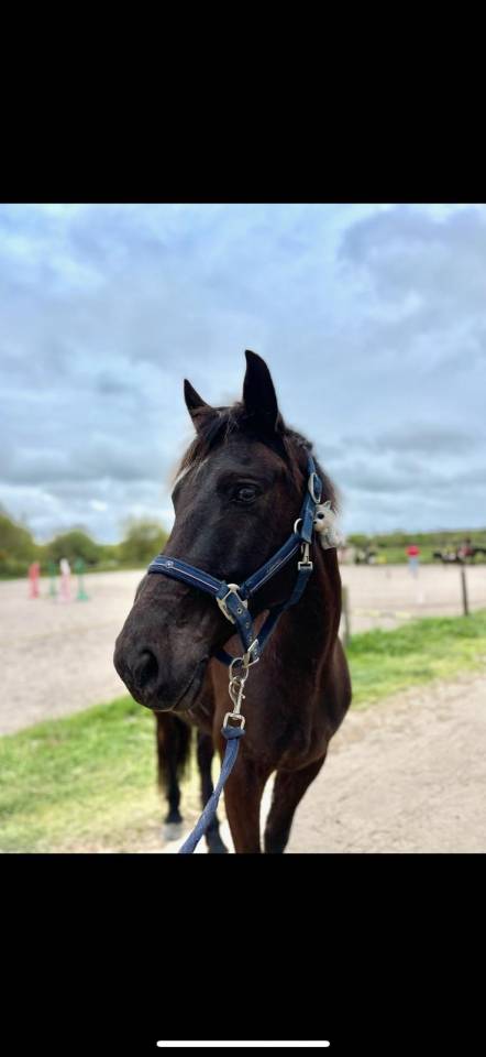 Ruin Ras onbekend Te koop 2015 Bruin / Bai