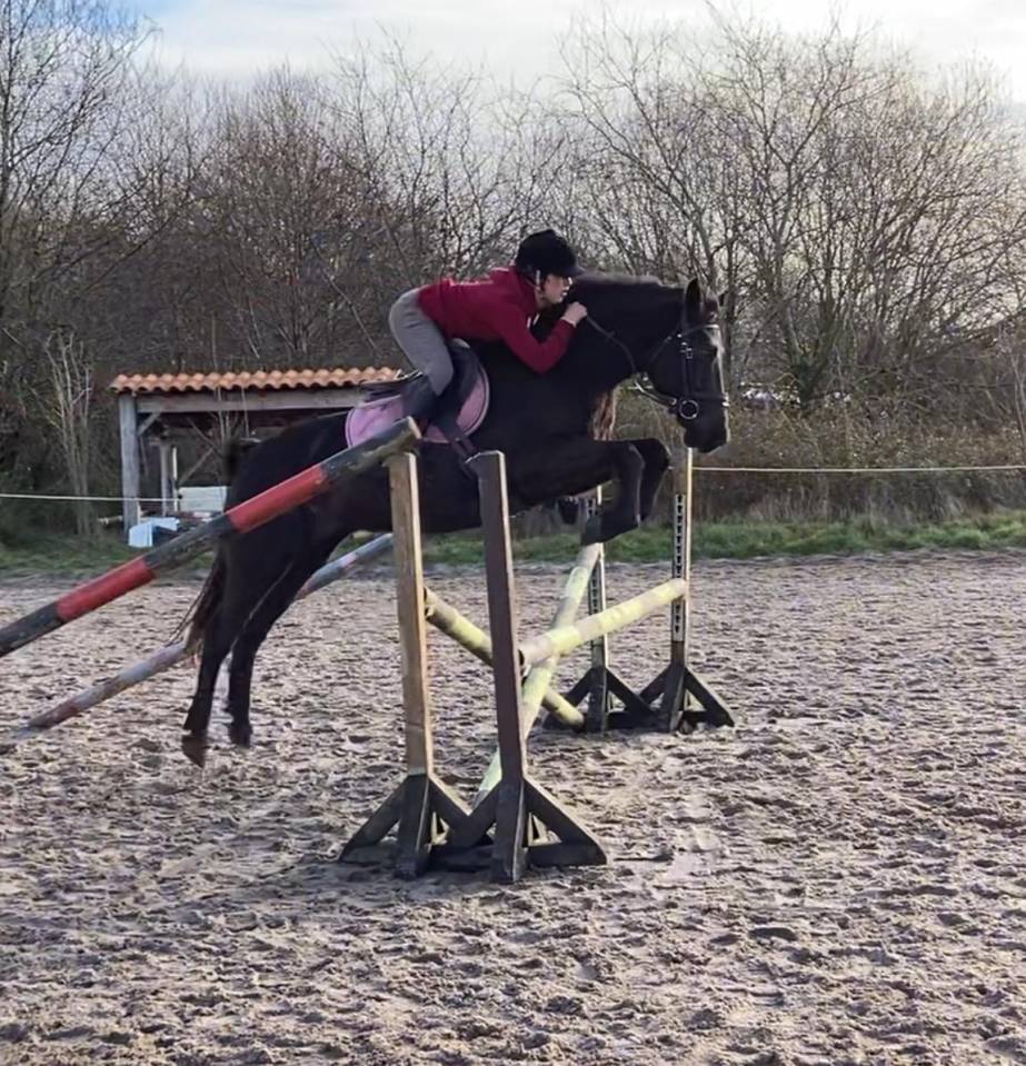 Ruin Ras onbekend Te koop 2015 Bruin / Bai