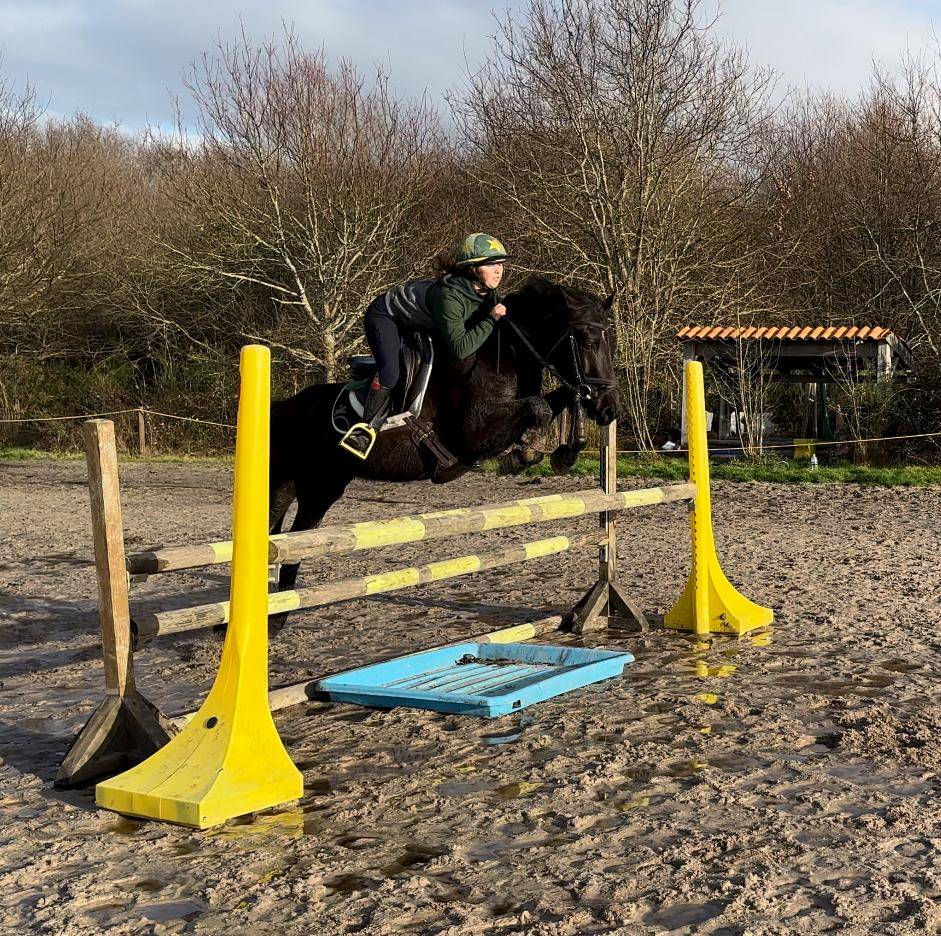 Ruin Ras onbekend Te koop 2015 Bruin / Bai