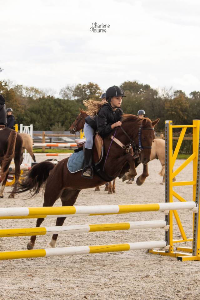 Ruin Ras onbekend Te koop 2020 Koffie vos