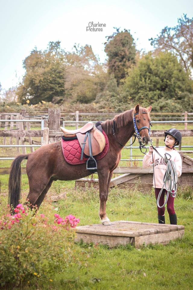 Ruin Ras onbekend Te koop 2020 Koffie vos