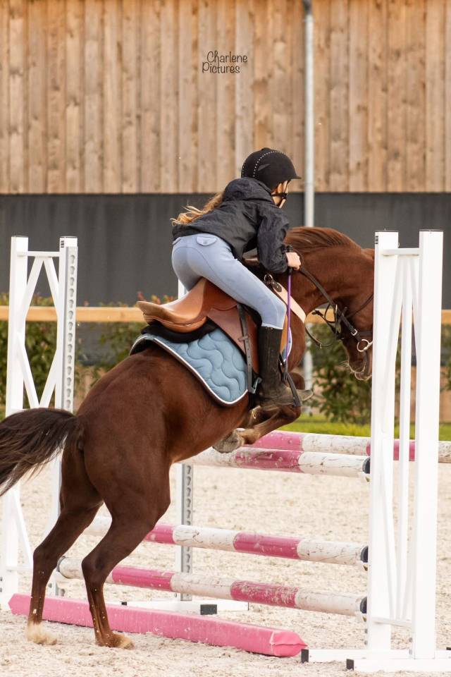 Ruin Ras onbekend Te koop 2020 Koffie vos