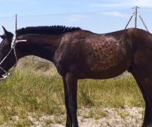 Hengst PRE Puur Ras Spaans Te koop 2024 Zwart