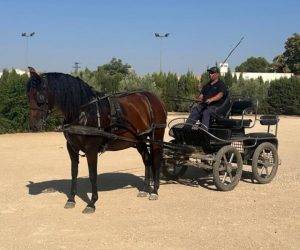 Merrie PRE Puur Ras Spaans Te koop 2019 Donker bruin / bai