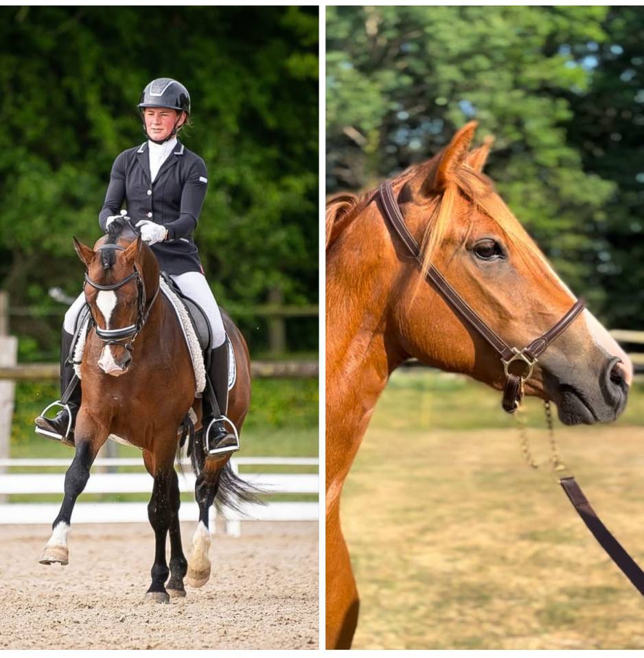 Veulen (ml) Franse rijpony PFS Te koop 2025 Overige kleuren ,  RM Most Beautiful Boy