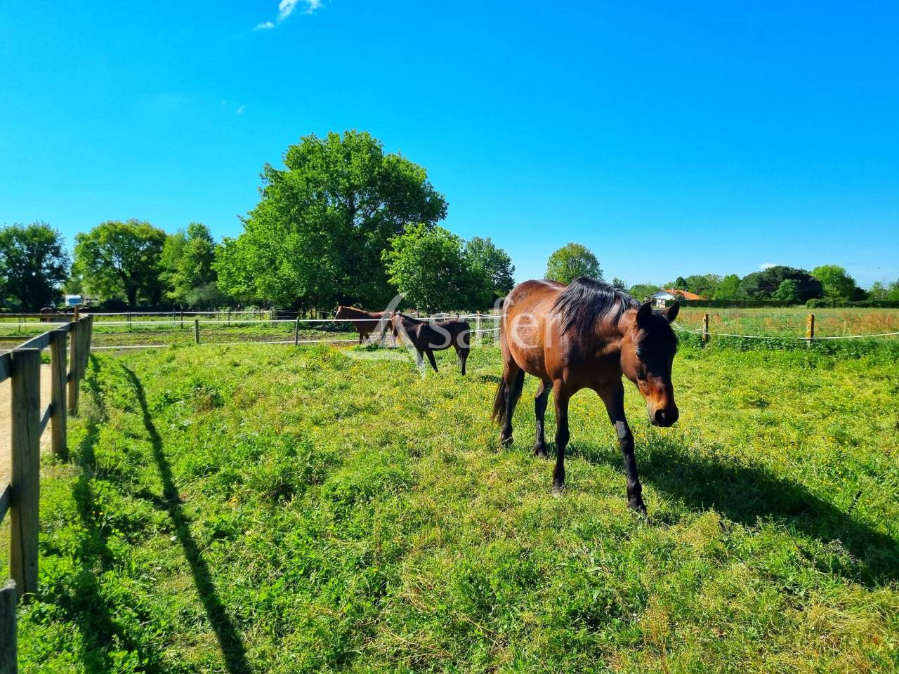 Hippisch vastgoed Koop Tarn-et-Garonne