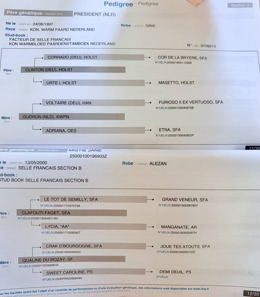 Ruin Selle Français Te koop 2023 Vos ,  PRESIDENT