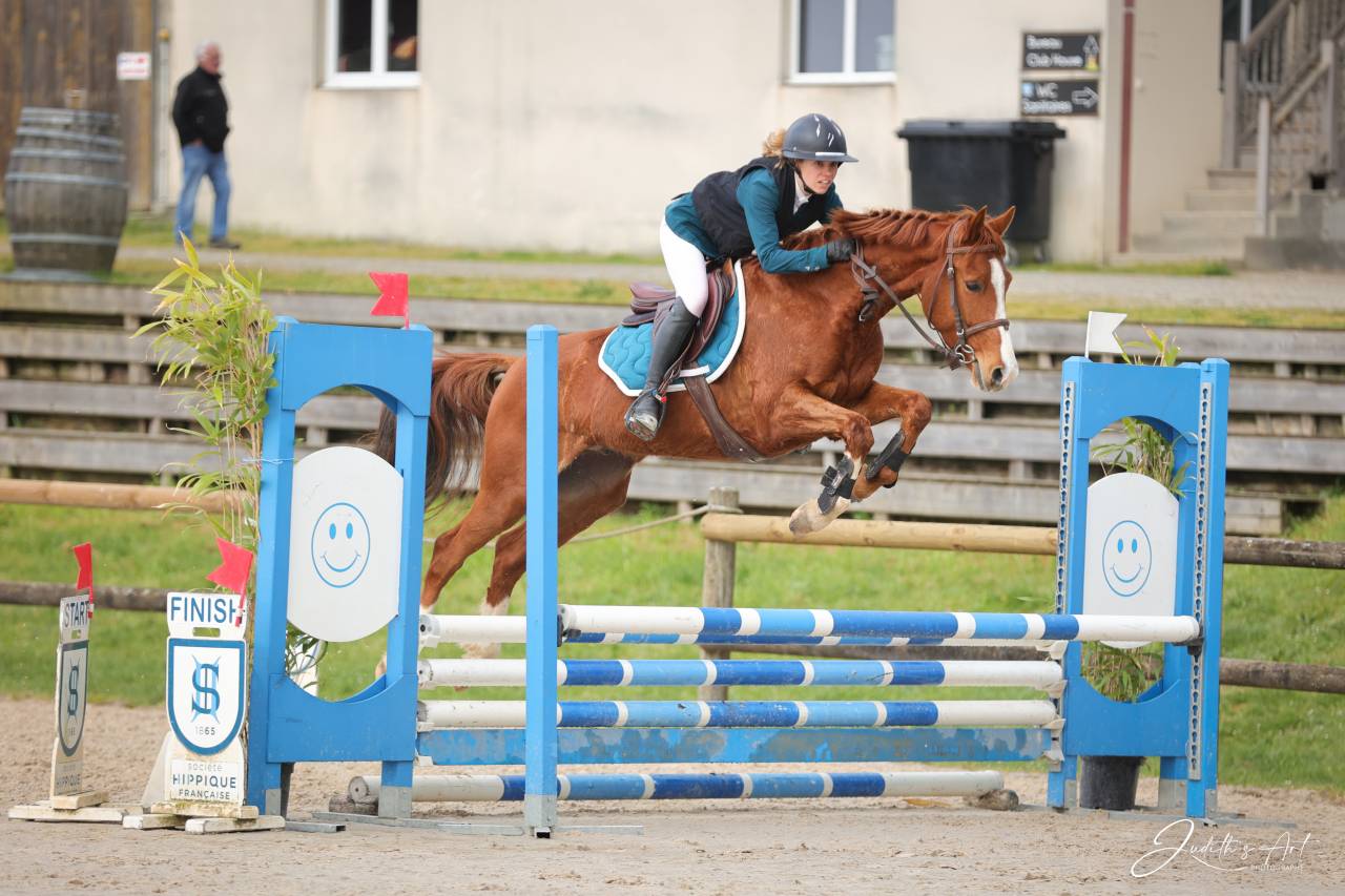 Ruin Selle Fran&ccedil;ais Te koop 2023 Vos ,  PRESIDENT