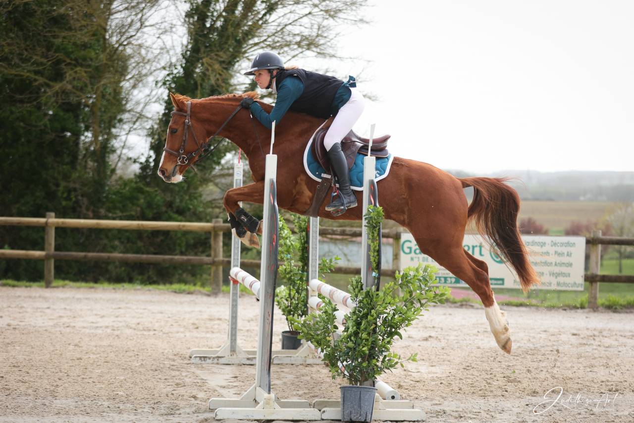 Ruin Selle Fran&ccedil;ais Te koop 2023 Vos ,  PRESIDENT