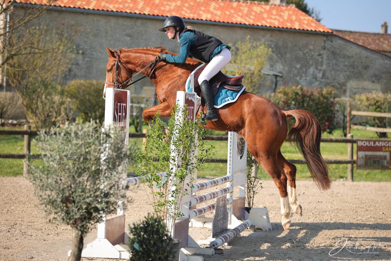 Ruin Selle Fran&ccedil;ais Te koop 2023 Vos ,  PRESIDENT