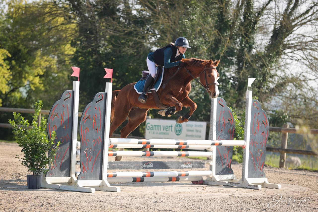 Ruin Selle Fran&ccedil;ais Te koop 2023 Vos ,  PRESIDENT